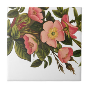 Carreau Illustration d'art de rose antique vintage