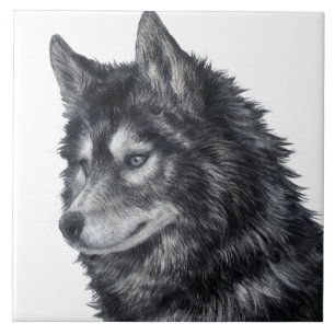 Carreau Illustration de Balto Dog