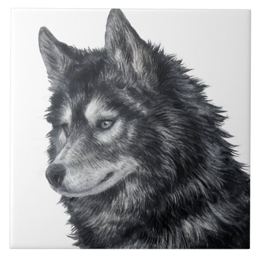 Carreau Illustration de Balto Dog (Devant)