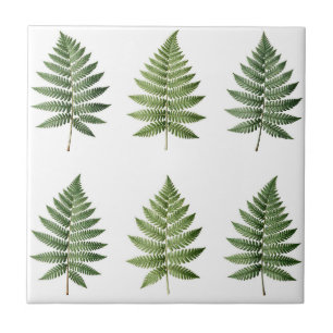 Carreau Illustration de feuilles de fougère botanique vint