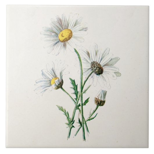 Carreau Illustration de fleur sauvage de marguerites du (Devant)