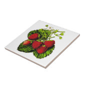 Carreau Illustration de fraise botanique sur blanc (Côté)