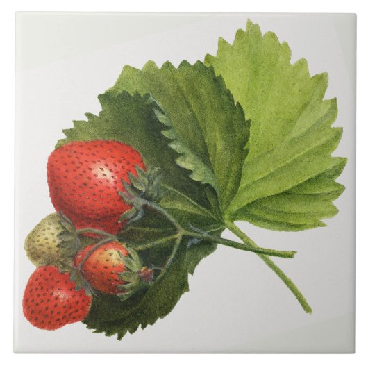 Carreau Illustration de fraise vintage (Devant)