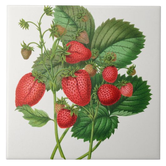 Carreau Illustration de fraise vintage (Devant)