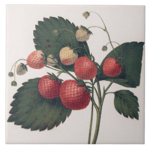 Carreau Illustration de fraise vintage