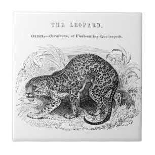 Carreau Illustration de léopard vintage faune