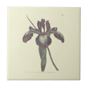 Carreau Illustration de l'iris à drapeau pyrénéen