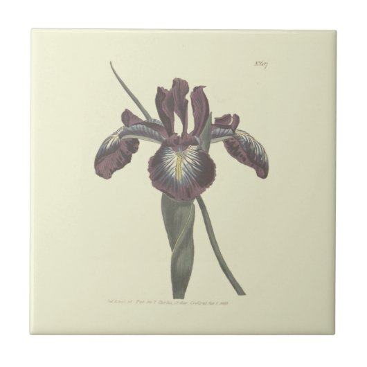 Carreau Illustration de l'iris à drapeau pyrénéen (Devant)