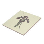 Carreau Illustration de l'iris à drapeau pyrénéen (Côté)