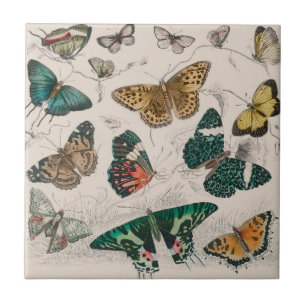 Carreau Illustration de papillon antique : 1820 Orfèvre
