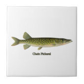 Carreau Illustration de Pickerel à chaînes (Devant)