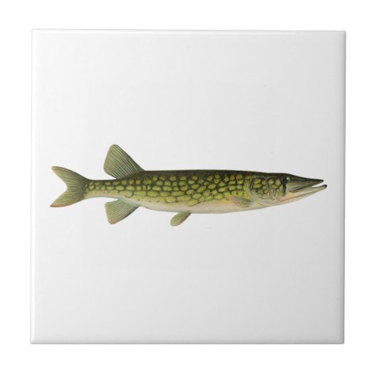 Carreau Illustration de Pickerel en chaîne (Devant)