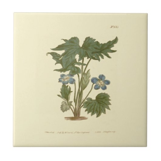 Carreau Illustration de Violette palmée bleue (Devant)