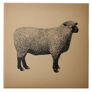 Carreau Illustration du mouton Art Vintage