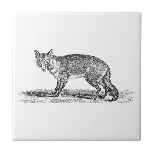 Carreau Illustration rusée vintage de Fox - renards 1800's (Devant)