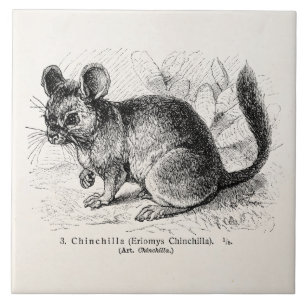 Carreau Illustration vintage de chinchillas de chinchilla