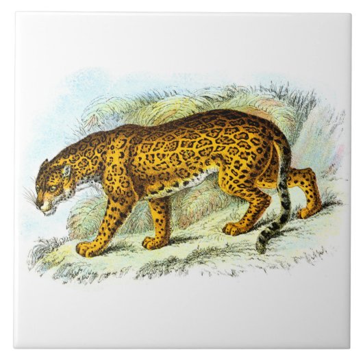 Carreau Illustration vintage de l'animal Jaguar (Devant)