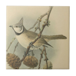 Carreau Illustration vintage de l'European Crested Tit