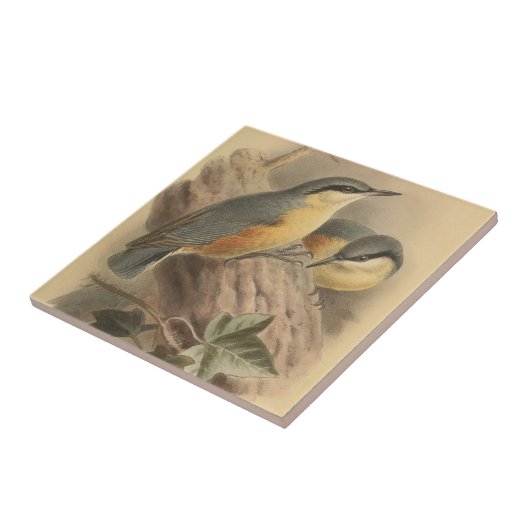 Carreau Illustration vintage de Nuthatch (Côté)