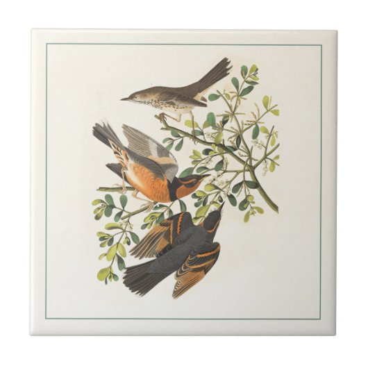 Carreau Illustration vintage des oiseaux botaniques (Devant)