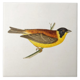 Carreau Illustration vintage d'oiseau de chanson - oiseaux