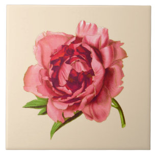Carreau Illustration vintage d'une grande pivoine rose cor