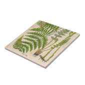 Carreau Illustrations des botaniques Vintages (Côté)