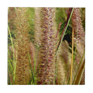 Carreau Image de photographie d'herbe de vulpin macro