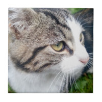 Image faite sur commande de chat ou tout autre