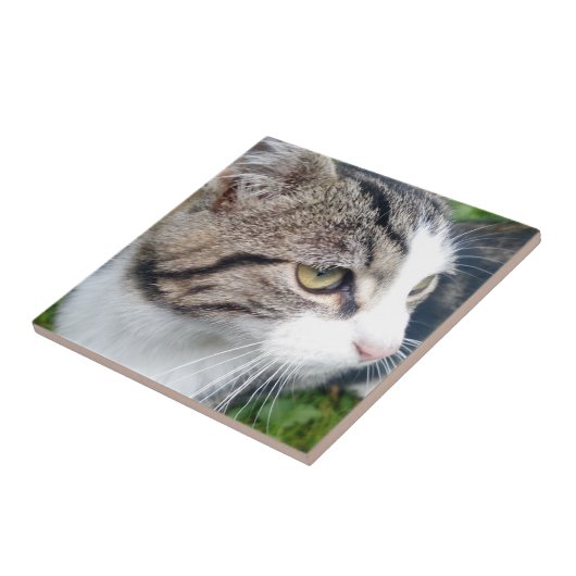 Carreau Image faite sur commande de chat ou tout autre (Côté)