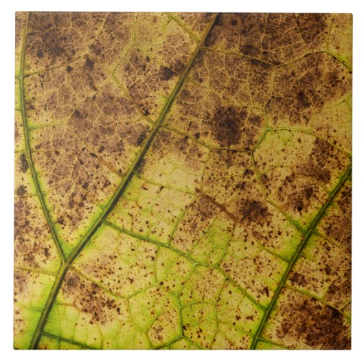 Carreau Image Macro Terre Jaune et Brown feuille (Devant)