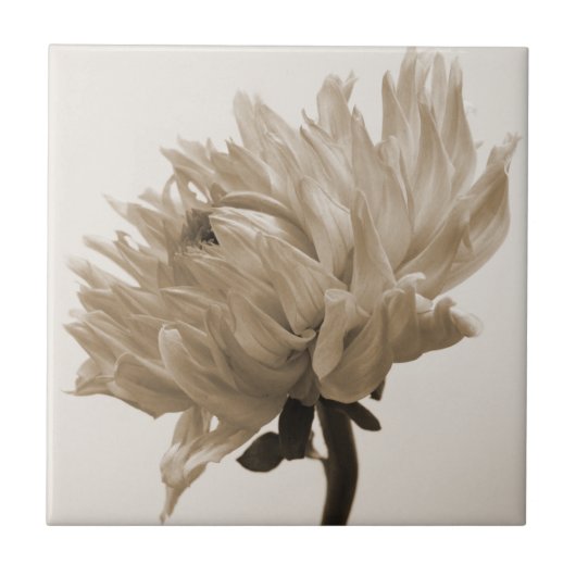 Carreau impression dahlia sepia (Devant)