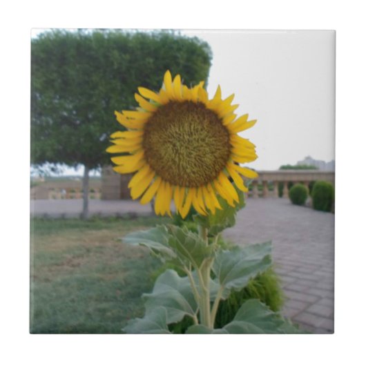 Carreau Impression d'art Tournesol (Devant)