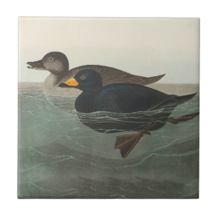 Carreau Impression de Macreuse noire d'Audubon : Canard cô