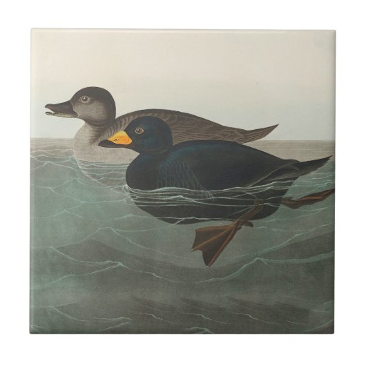Carreau Impression de Macreuse noire d'Audubon : Canard cô (Devant)