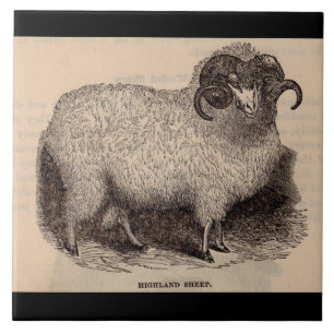 Carreau Impression de mouton Highland du 19e siècle