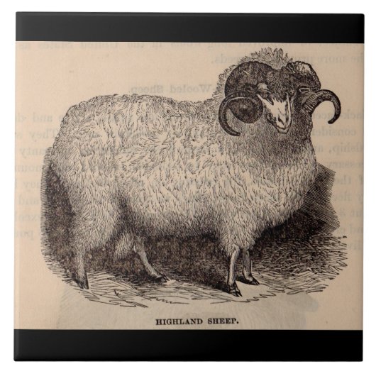 Carreau Impression de mouton Highland du 19e siècle (Devant)