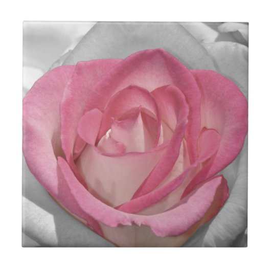 Carreau Impression de rose vintage rose (Devant)