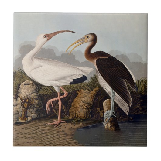 Carreau Impression d'oiseau Ibis blanc de John James Audub (Devant)