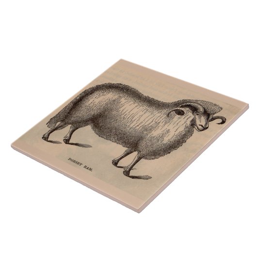 Carreau Impression du 19e siècle Bélier Dorset (Côté)