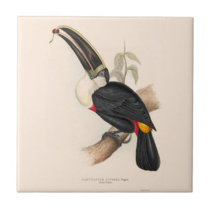 Carreau Impression du Toucan de Cuvier : Oiseau Tropical V
