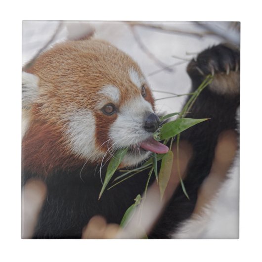 Carreau imprimé d'animal rouge de panda mignon (Devant)