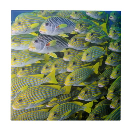 Carreau Indonésie. Banc de poissons (Devant)