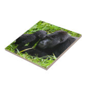 Carreau Infant Mountain Gorilla Kisses Silverback (Côté)