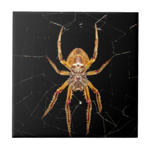 Carreau insecte macro araignée colombie