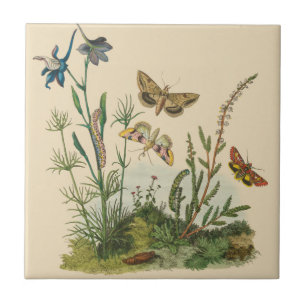 Carreau Insectes de jardin vintage, papillons, chenilles