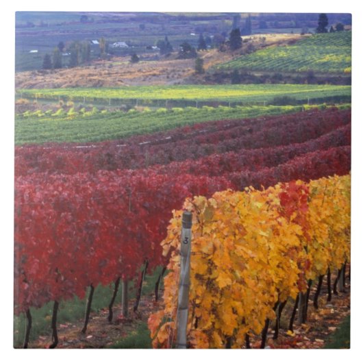 Carreau Intense couleur rouge et jaune sur Gehring (Devant)