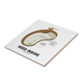 Carreau Intérieur de graine (anatomie de graine d'haricot (Côté)