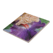 Carreau Iris barbu bicolore en fleurs (Côté)