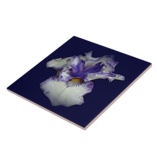 Carreau Iris barbu bleu et blanc (Côté)